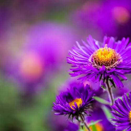 Autumn - Green and Gorgeous Flowers