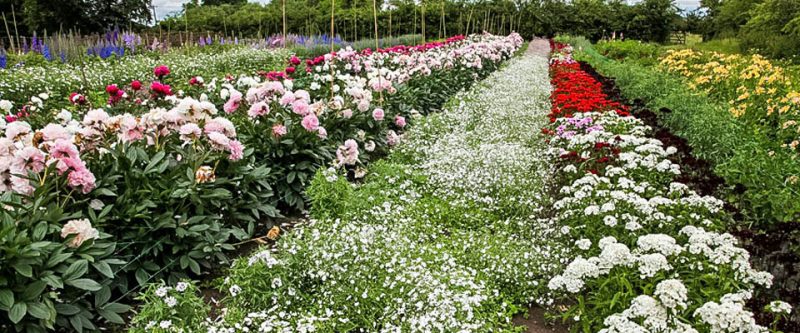 Flower Farming For Beginners - Green and Gorgeous Flowers