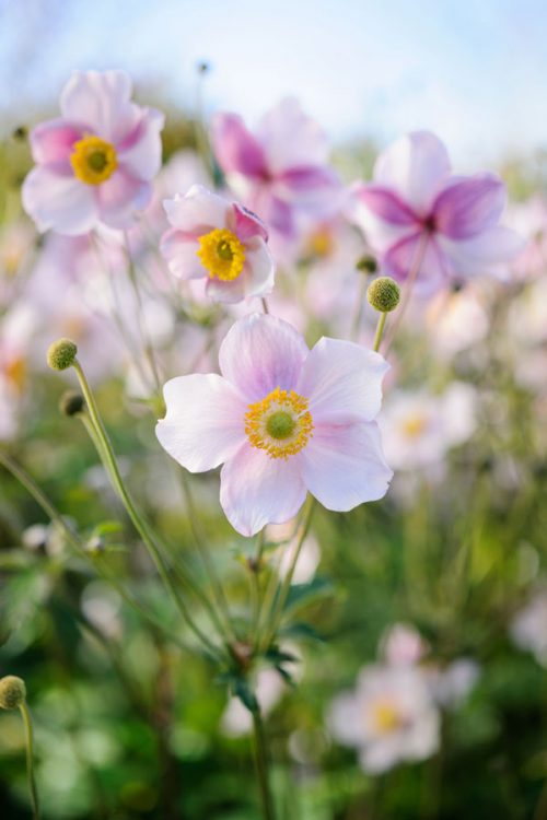 Japanese anemone by Jason Ingram