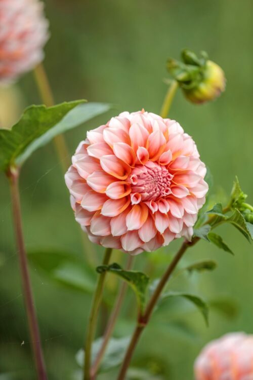 Garden to Vase - Dahlias - Image 18