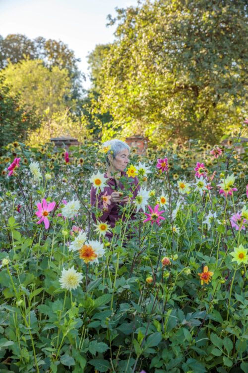 Garden to Vase - Dahlias - Image 13