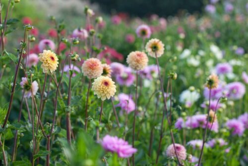 Garden to Vase - Dahlias - Image 14