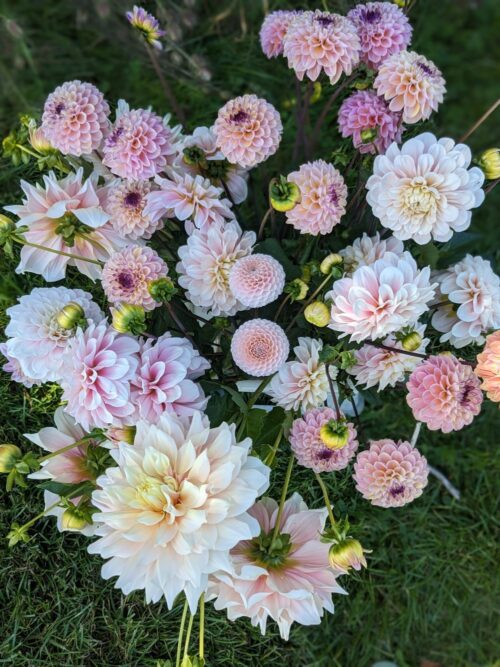 Garden to Vase - Dahlias - Image 17