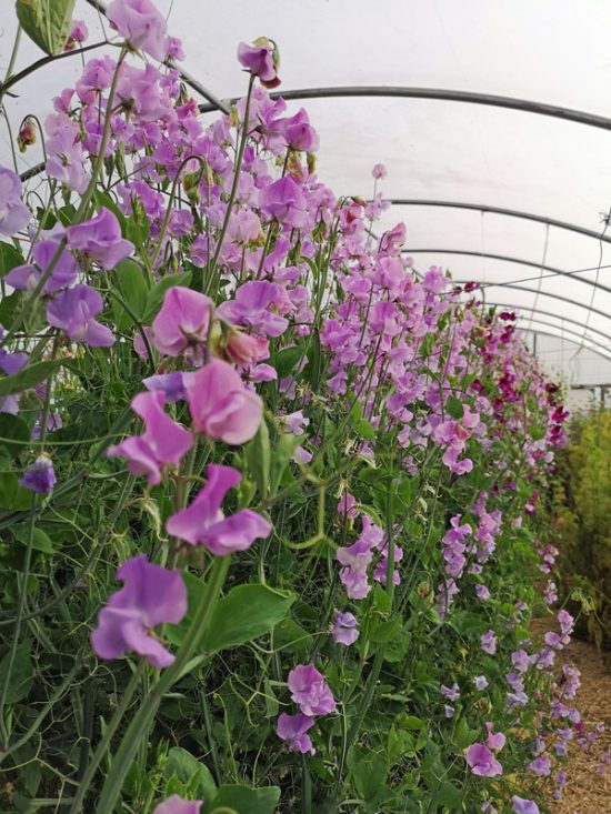 Early flowering Sweet Pea - Blue & Lavender - Green and Gorgeous Flowers