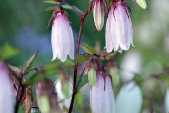 Growing Perennials and Woody Plants for Cutting - Green and Gorgeous ...