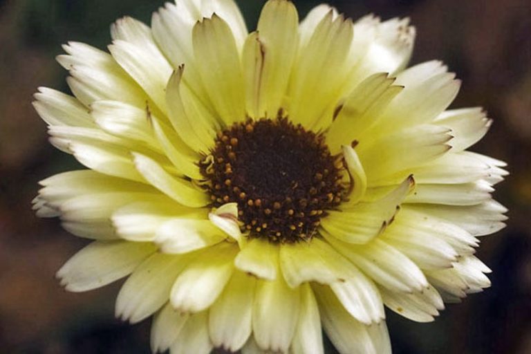 Calendula 'Snow Princess' Pot Marigold - Green And Gorgeous Flowers