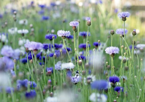 cornflower classic fantastic grown in Wallingford