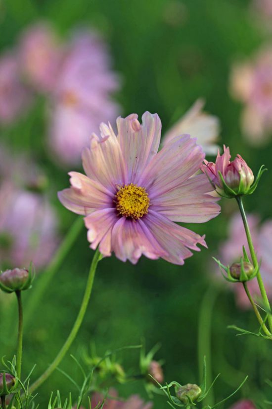 Cosmos Bipinnatus - 'apricotta' - Green And Gorgeous Flowers