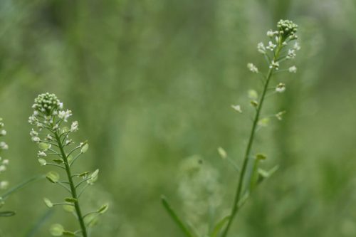 emerald beads cress