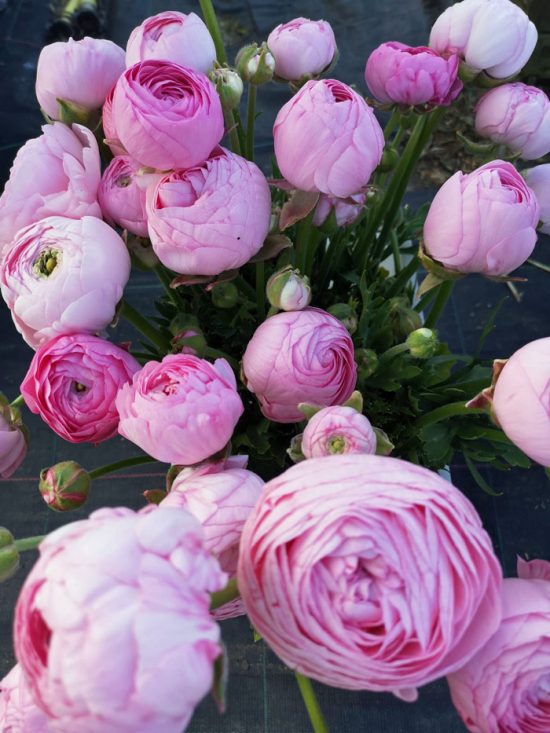 Ranunculus Marshmallow (20) - Green and Gorgeous Flowers