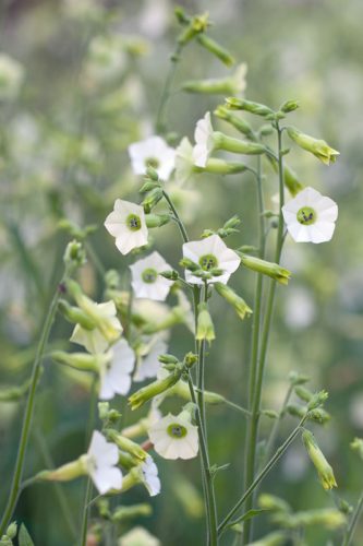 Nicotiana hybrida 'Starlight Dancer' - Green and Gorgeous Flowers