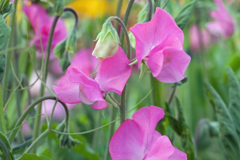 Lathyrus odoratus (Early flowering Sunshine Series) Rose - Green and ...