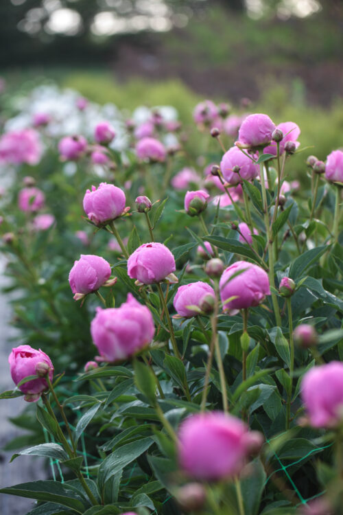 Garden to Vase - Peonies - Image 9