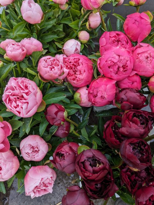 Garden to Vase - Peonies - Image 13