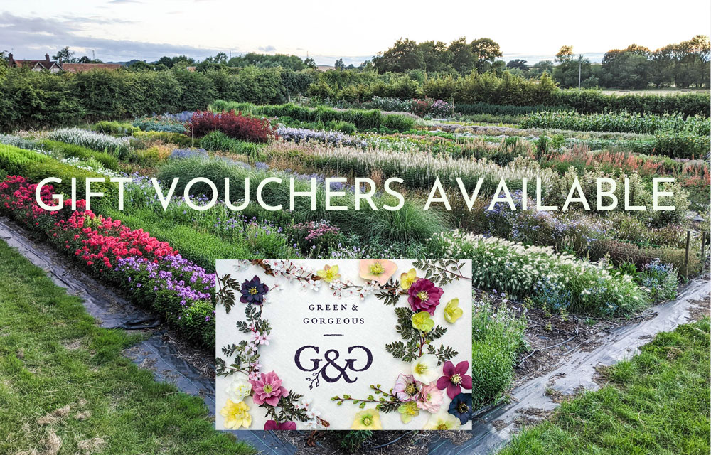 FLOWER-VLUB-BANNER-VOUCHER-2025