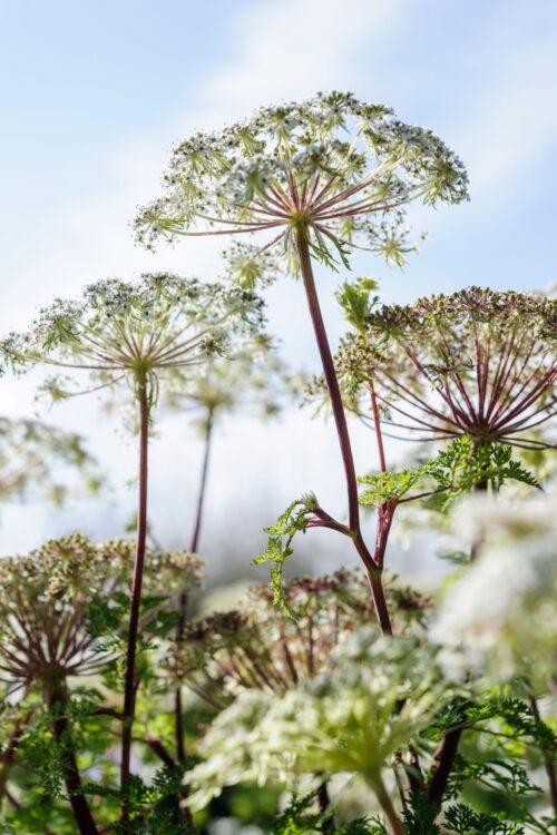 Garden and Flower Photography with Jason Ingram - Image 2