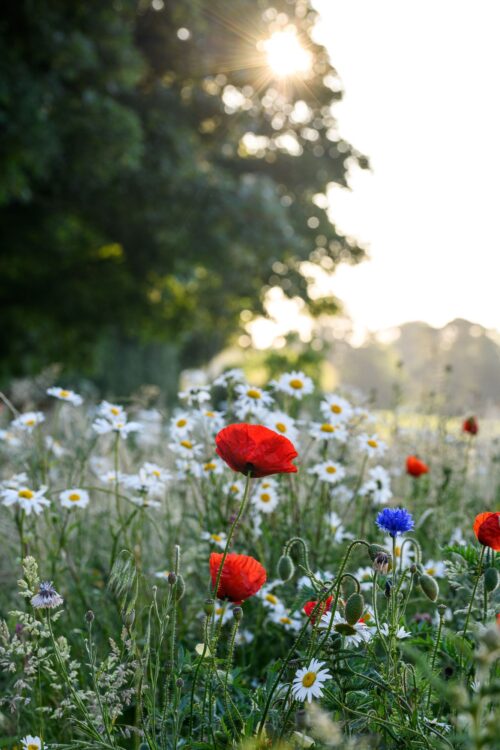 Garden and Flower Photography with Jason Ingram - Image 4