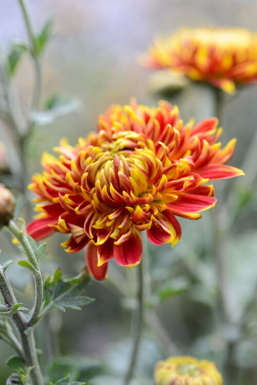 Garden and Flower Photography with Jason Ingram - Image 10