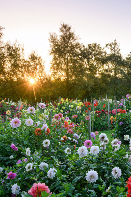 Garden and Flower Photography with Jason Ingram - Image 9